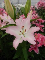 [5236 Burlesca No01.JPG]